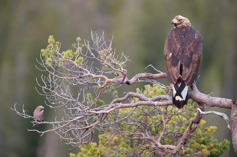 Golden eagle Aquila chrysaetos & Jay Garrulus glandarius perched in pine tree. Norway. November 2008.